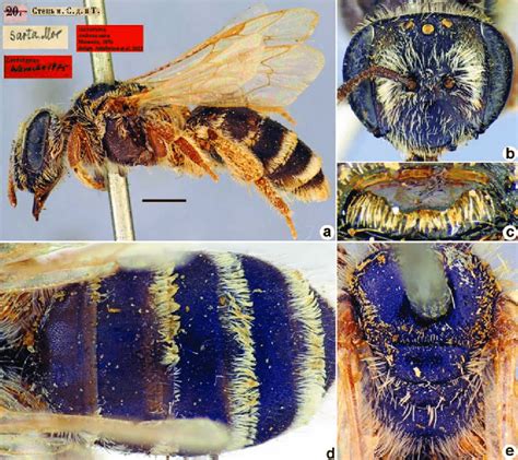 Andrena Sarta Morawitz Lectotype Female A Habitus Lateral View