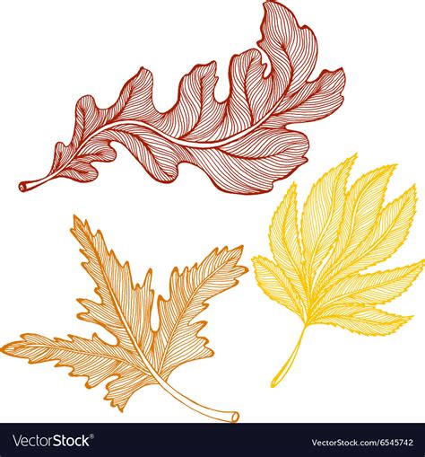 Autumn leaves drawing Royalty Free Vector Image