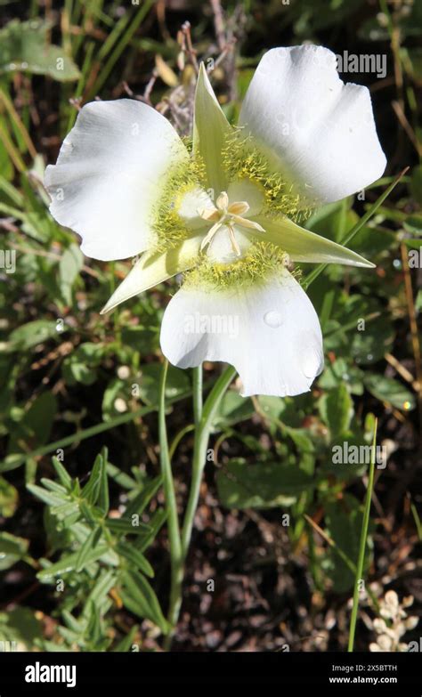 Gunnison S Mariposa Lily Calochortus Gunnisonii White Wildflower In