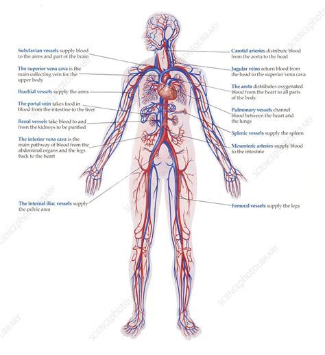 Circulatory System Diagram Labeled Veins