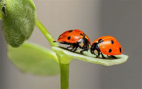 Como Cuidar De Joaninha - Como atrair e manter joaninhas na horta e jardim? - CicloVivo