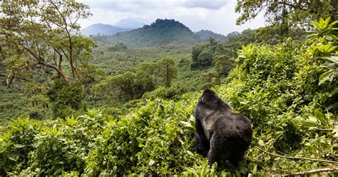 Safari d exception du Rwanda à la Tanzanie Eluxtravel