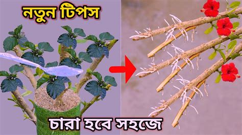 নতুন পদ্ধতি জবা গাছের চারা তৈরির মাত্র ৭ দিনেই হবে চারা Latest