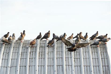 Preventing Pigeon Infestation And Damage Part 2 A 1 Exterminators