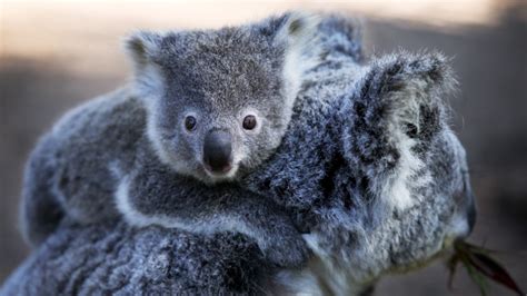 Koala Declared Endangered as Disease, Lost Habitat Take Toll | NTD