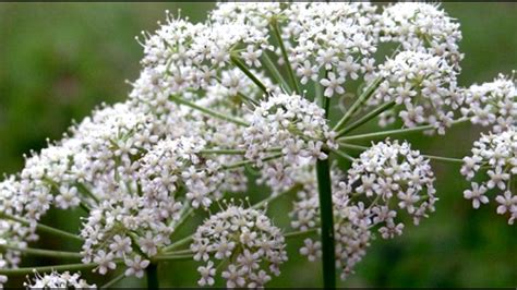Растение Бедренец камнеломка (Pimpinella saxifraga). Полезные рецепты ...