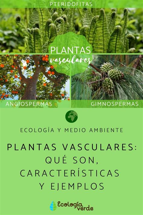 Plantas Vasculares Y Sus Partes