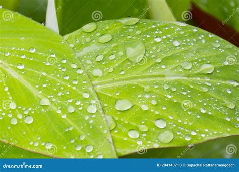 Fundo Verde Da Folha De Bananeira Abstrato Foto De Stock Imagem De