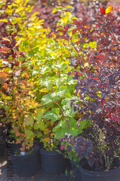Купить Пузыреплодник Лютеус Physocarpus opulifolius Luteus в