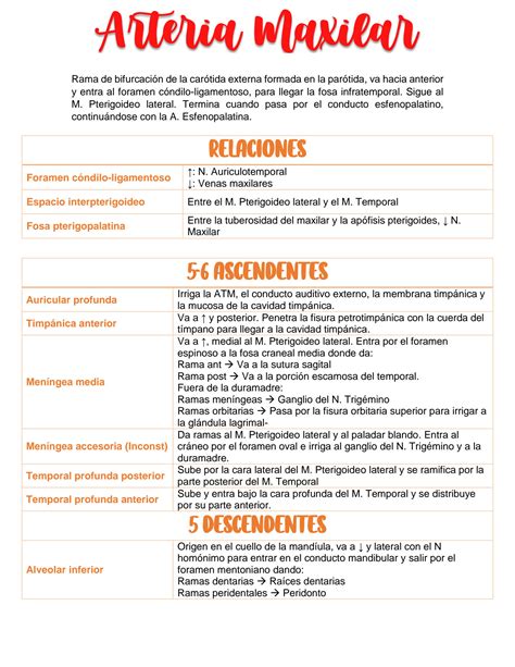 SOLUTION Arteria Maxilar Y Nervio Mandibular Studypool