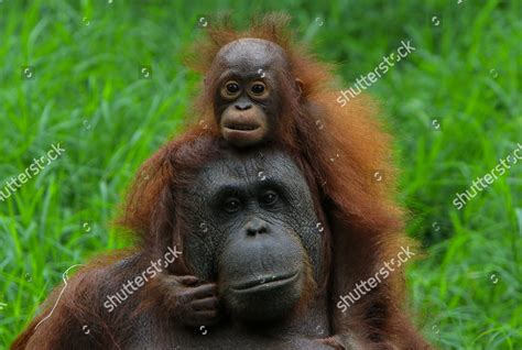 Bornean Orangutan Baby They Sit Their Editorial Stock Photo Stock