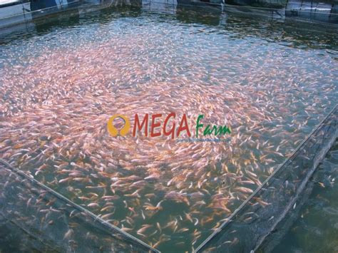 Jual Bibit Ikan Benih Ikan Murah Berkualitas Telur Ikan