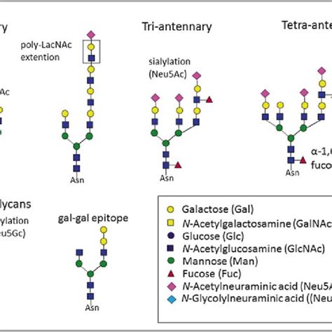 Common N Glycan Structures Found In Mammalian Cell Lines Download