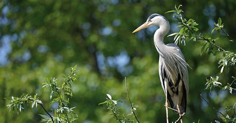 Observer Les Oiseaux En Alsace Dans Leur Milieu Naturel