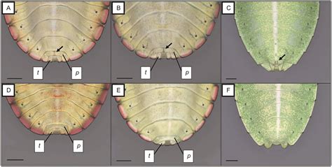 Characteristics For Determining Sex Of Late Instar Nezara Viridula L 1