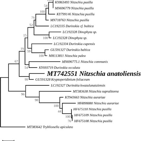 Maximum Likelihood Phylogeny Inferred From An Alignment Of 23 Partial