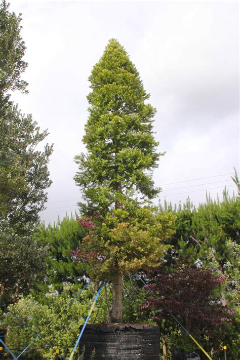 Agathis Australis Black Bridge Nurseries