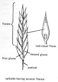 NameThatPlant.net: Glossary - principal parts of a grass plant