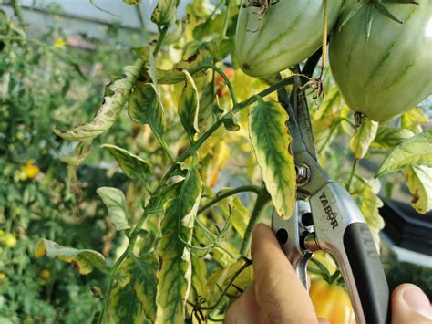 Tomates vertes 3 astuces pour les faire mûrir très facilement