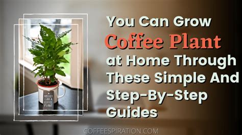 You Can Grow Coffee Plant At Home Through These Simple Guides