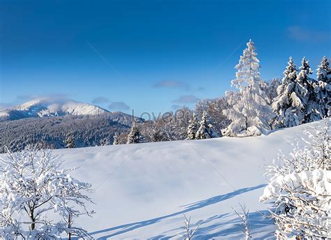 Beautiful Cold Morning Winter Snow Background With Trees Forest Picture ...