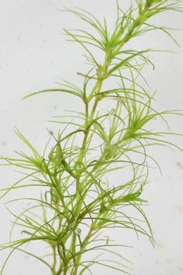 Kanadische Wasserpest Elodea Canadensis