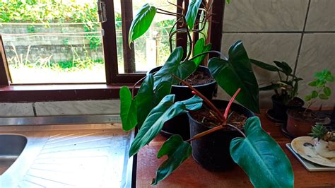 Blushing Philodendron Care Seonagbodhi