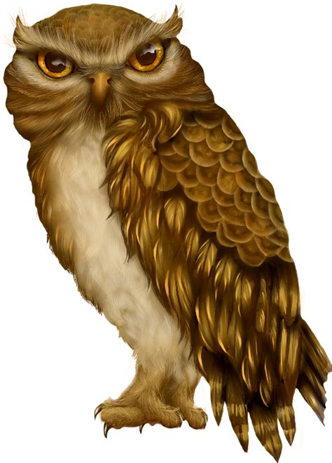 Owl Bird Beak Clip art - owl png download - 538*750 - Free Transparent ...