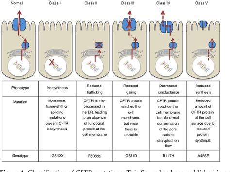 Pdf The Role Of Ion Transporting Proteins In Human Disease Semantic