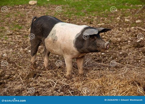 British saddleback pig stock photo. Image of standing - 26364290