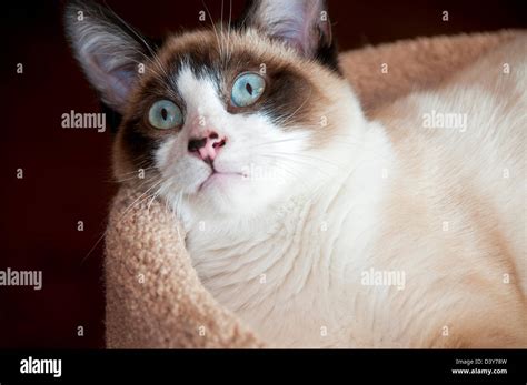 Cream Point Siamese Cat Hi Res Stock Photography And Images Alamy