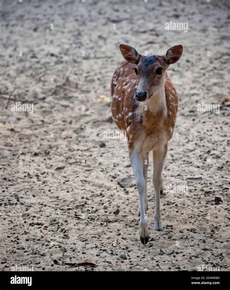 The chital also known as spotted deer, chital deer, and axis deer, is a species of deer that is ...