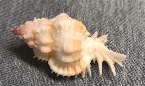 Chicomurex Venustulus Lovely Murex 47mm Ebay