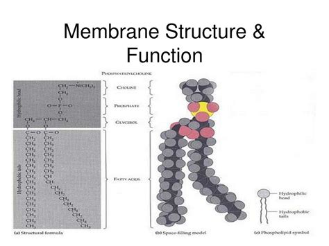 PPT - Membrane Structure & Function PowerPoint Presentation, free ...