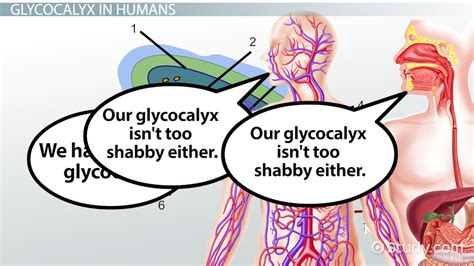 Cellular Respiration Meaning In Marathi