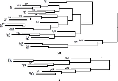 Clusters of E. coli genes involved in E. coli flagella biogenesis. (A ...