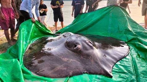 Fisherman Hauls In The Largest Freshwater Fish Ever Recorded