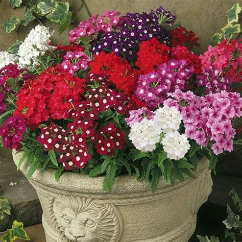 Вербена отлично растет в кадках | Jardineria y plantas, Jardinería, Flores