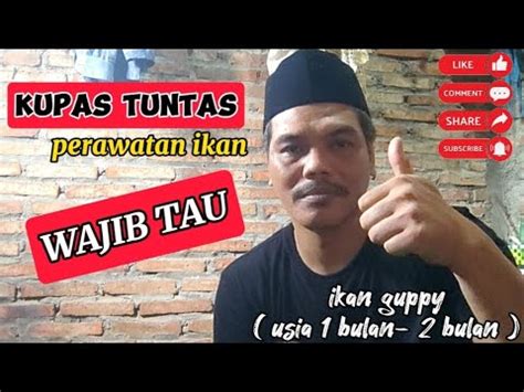 Peternak Wajib Tau Perawatan Ikan Guppy Usia 1 Bulan 2 Bulan Edukasi