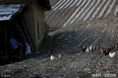 留守深山的夫妻俩，种地养猪养鸡养蜂，摘野生食品，家产百万不卖 搜狐大视野 搜狐新闻