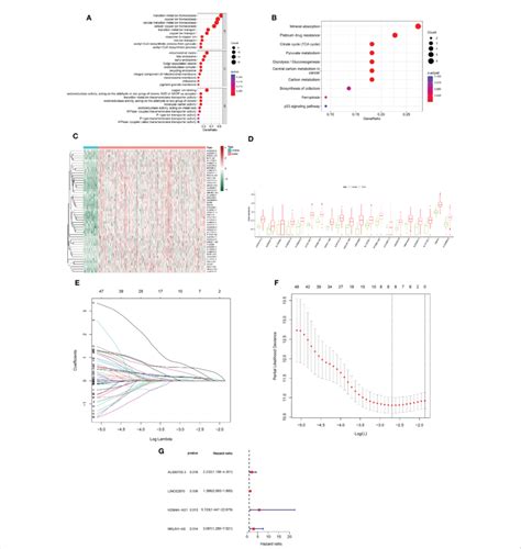 Construction Of A Prognostic Risk Profile For Hcc Patients Based On