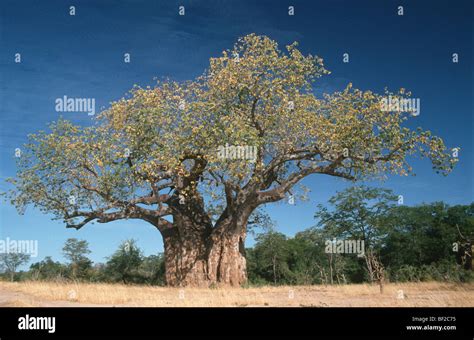 Baobab Tree High Resolution Stock Photography And Images Alamy