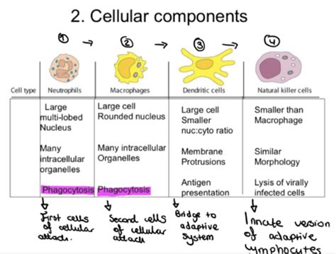 The Innate Immune System Flashcards Quizlet