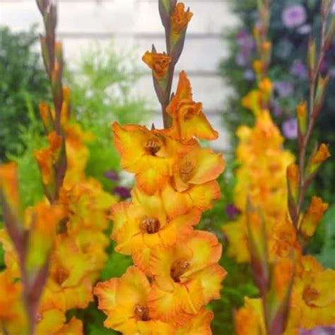 Get Gladiolus Goldrush Summer Flowering Bulb In Mi At English Gardens