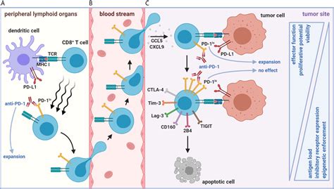 Frontiers Cd8 T Cell Exhaustion In Cancer