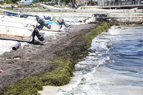 En Fotos El Arribo Del Sargazo En Las Playas De Quintana Roo Infobae