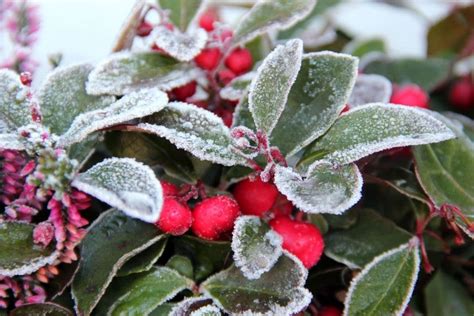 Lastuce Pour Sauver Vos Plantes Du Gel Ctendance