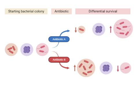 Antibiotic Resistance | BioRender Science Templates