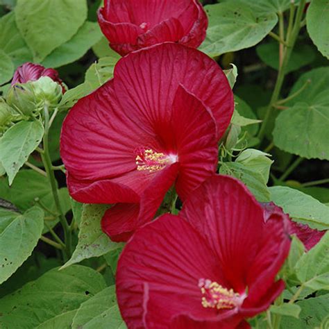 Luna Red Hibiscus Buchanan S Native Plants