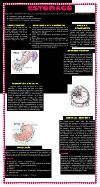 INFOGRAFÍA ESTÓMAGO Apuntes y Resúmenes médicos uDocz